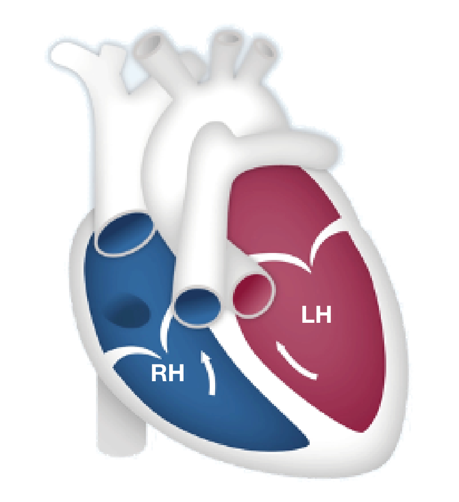 Right and left heart